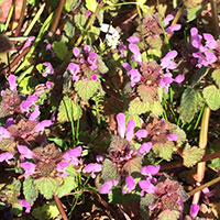 Blumen im Weinberg