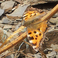 Schetterling im Weinberg